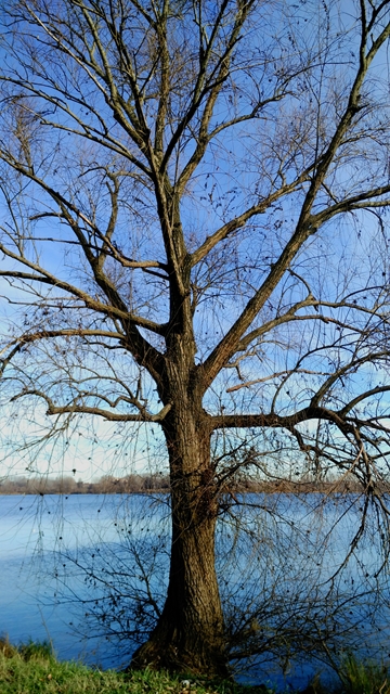 albero autunnale vicino all'acqua a Mantova